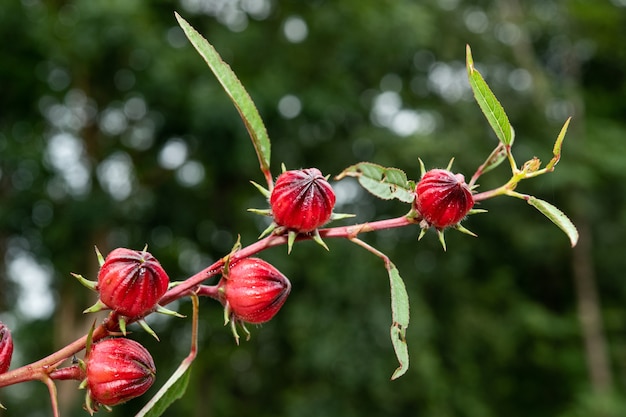 Rosellefruit in tuin, verse roselle met blad. gezond voedsel alternatief kruid, medicijnen en drinken.