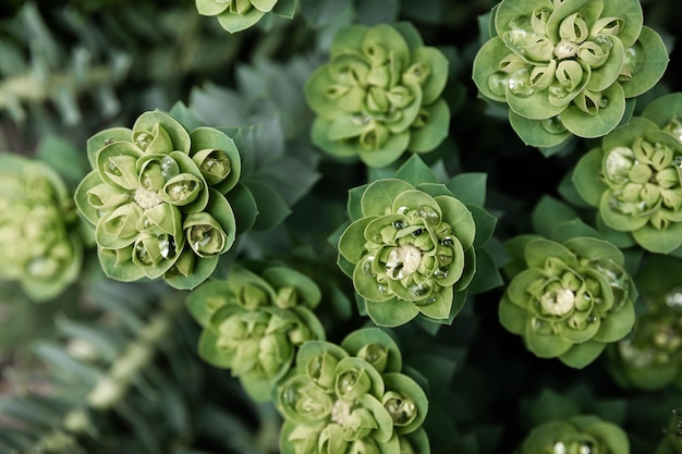 Gratis foto rosetta muurpeper of sedum rosetta close-up foto van zijn kleine groene bladeren