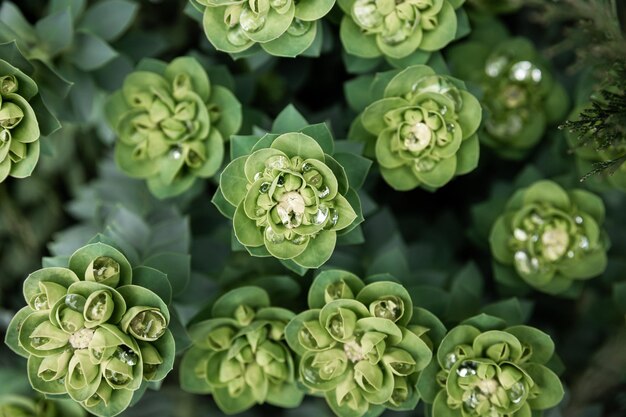 Rosetta muurpeper of Sedum rosetta Close-up foto van zijn kleine groene bladeren