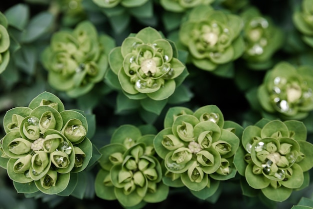 Gratis foto rosetta muurpeper of sedum rosetta close-up foto van zijn kleine groene bladeren