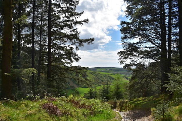 Rotsachtig pad dat door de bossen in Engeland slingert