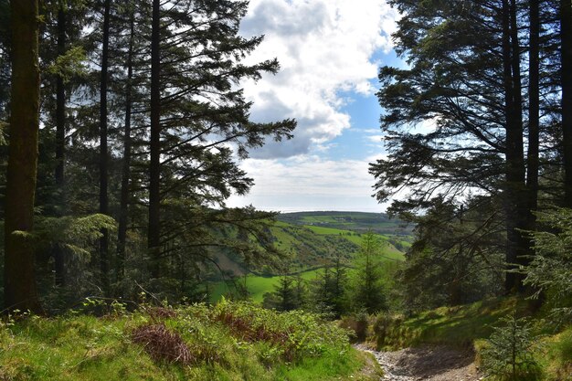 Rotsachtig pad dat door de bossen in Engeland slingert