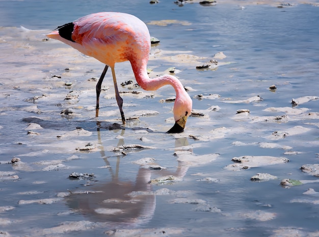 Roze andes flamingo's in laguna hedionda