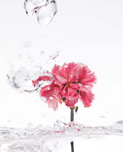 Roze anjer vallen in water