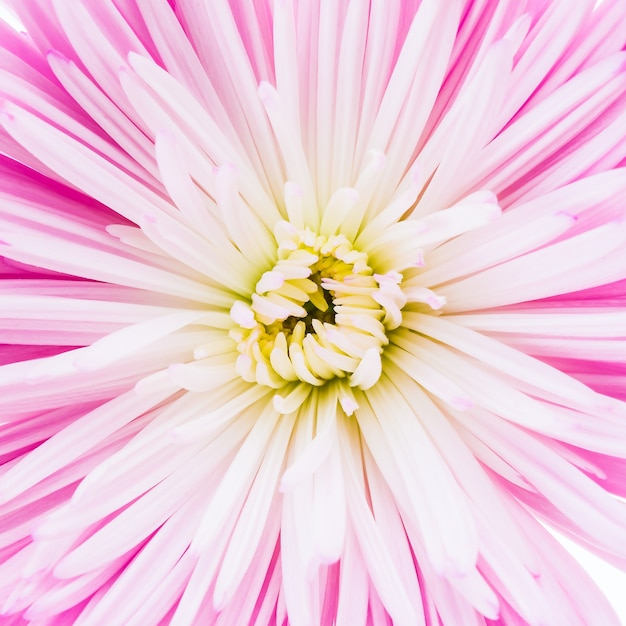 Gratis foto roze bloem close