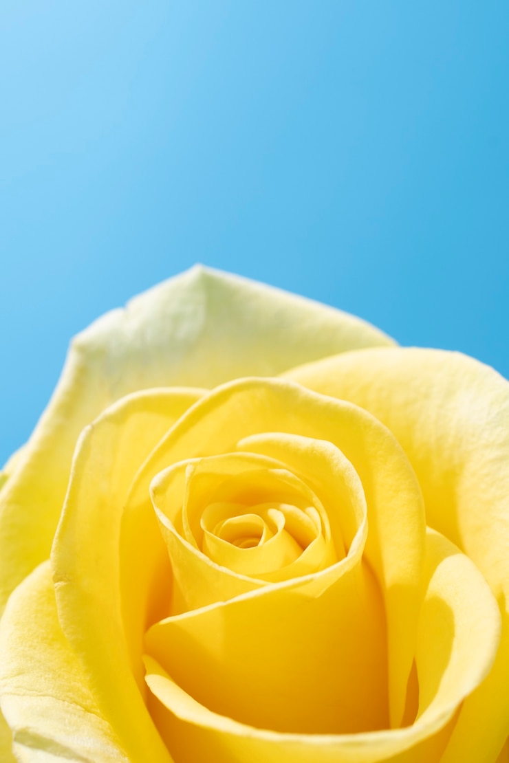 Gratis Foto roze bloem in de lucht