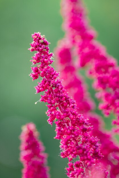 Roze bloem in macrolens