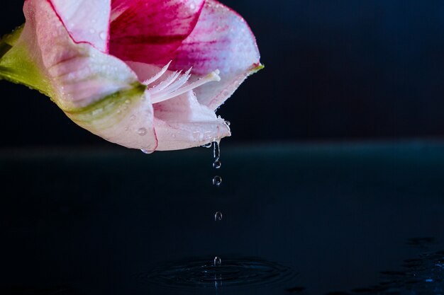 Roze bloem met waterdalingen over donkerblauwe achtergrond.