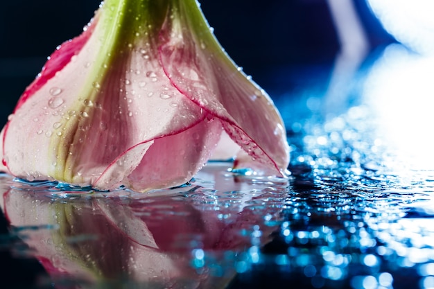 Roze bloem met waterdruppels over donkerblauw oppervlak