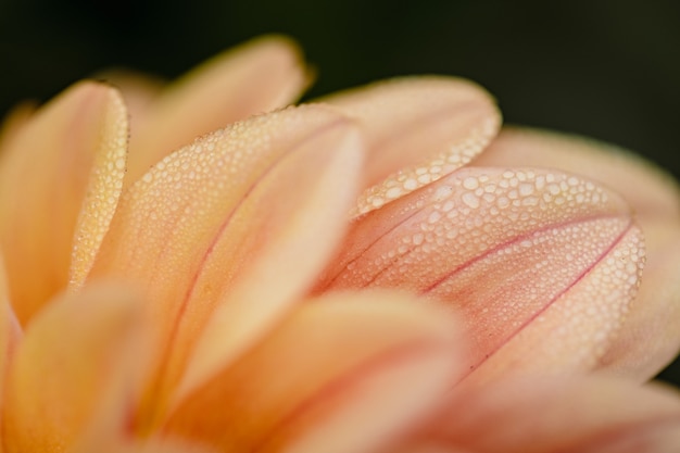 Roze bloem met waterdruppeltjes