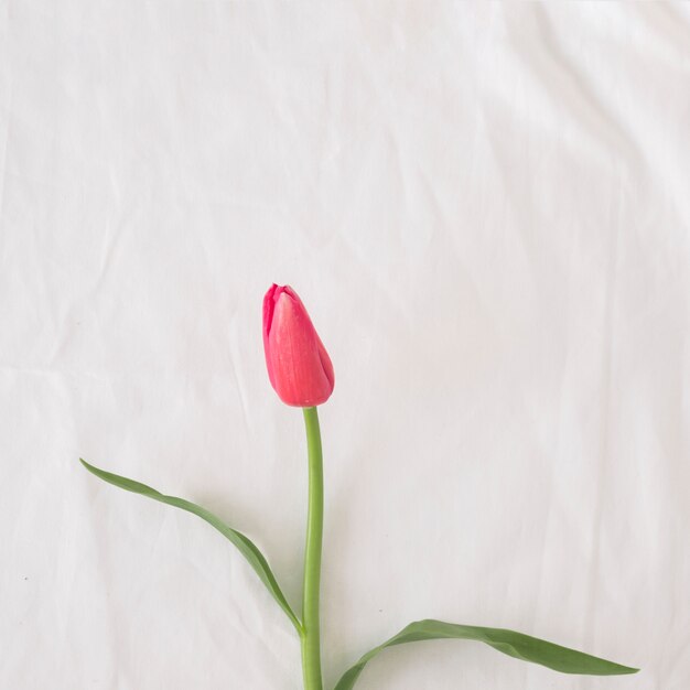 Roze bloem op stengel met groene bladeren