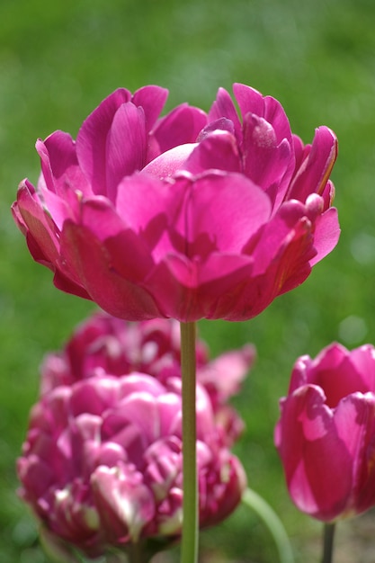 Roze bloem