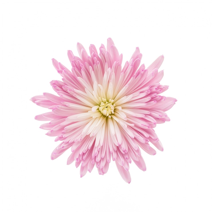 Gratis Foto roze bloem