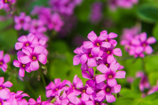 Gratis foto roze bloemen bij het bos