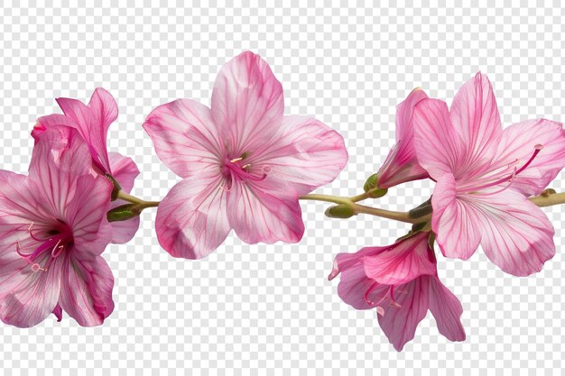 Roze bloemen geïsoleerd op een doorzichtige achtergrond