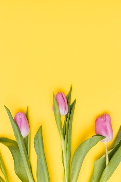 Roze bloemen op gele achtergrond