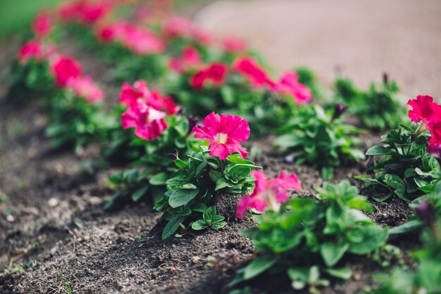 Roze bloemen