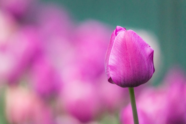 Roze bloemknop in tilt shift lens