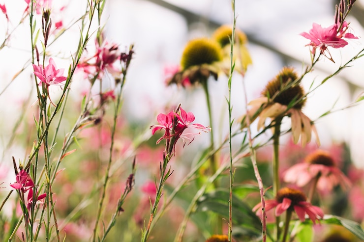 Gratis Foto roze en gele bloemen