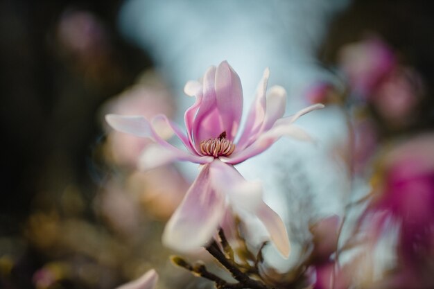 Roze en witte bloem in de lens van de schuine standverschuiving