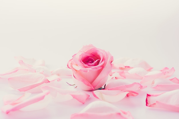 Roze en witte roos met bloemblaadje