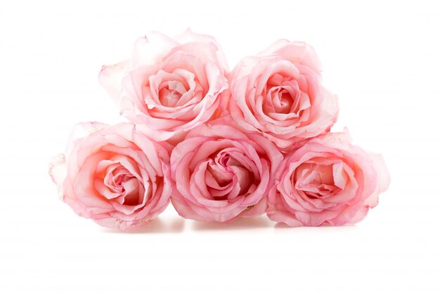 Roze en witte roos