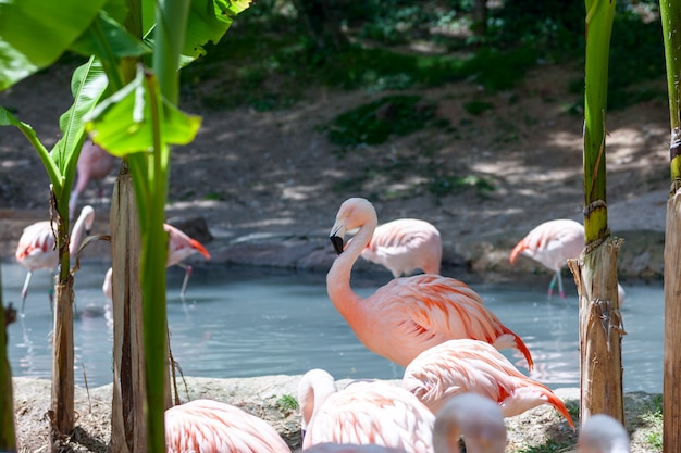 Roze flamingo in de vijver.