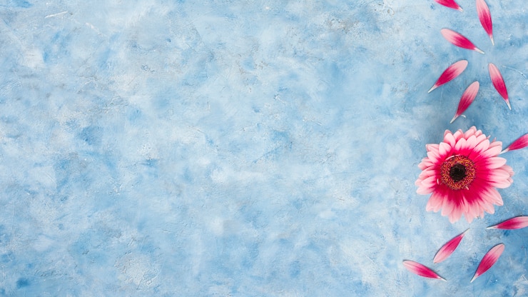 Gratis Foto roze gerberabloem met bloemblaadjes op blauwe lijst