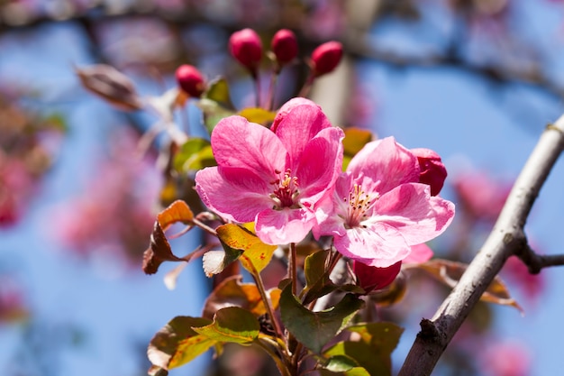 Roze kersenbloesem bloeit in de lente