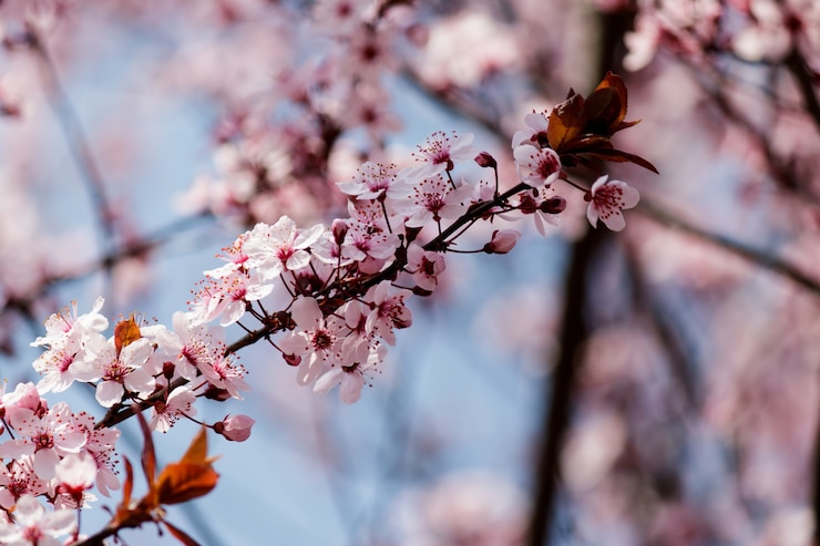 Gratis Foto roze kersenbloesem bloemen bloeien op een boom