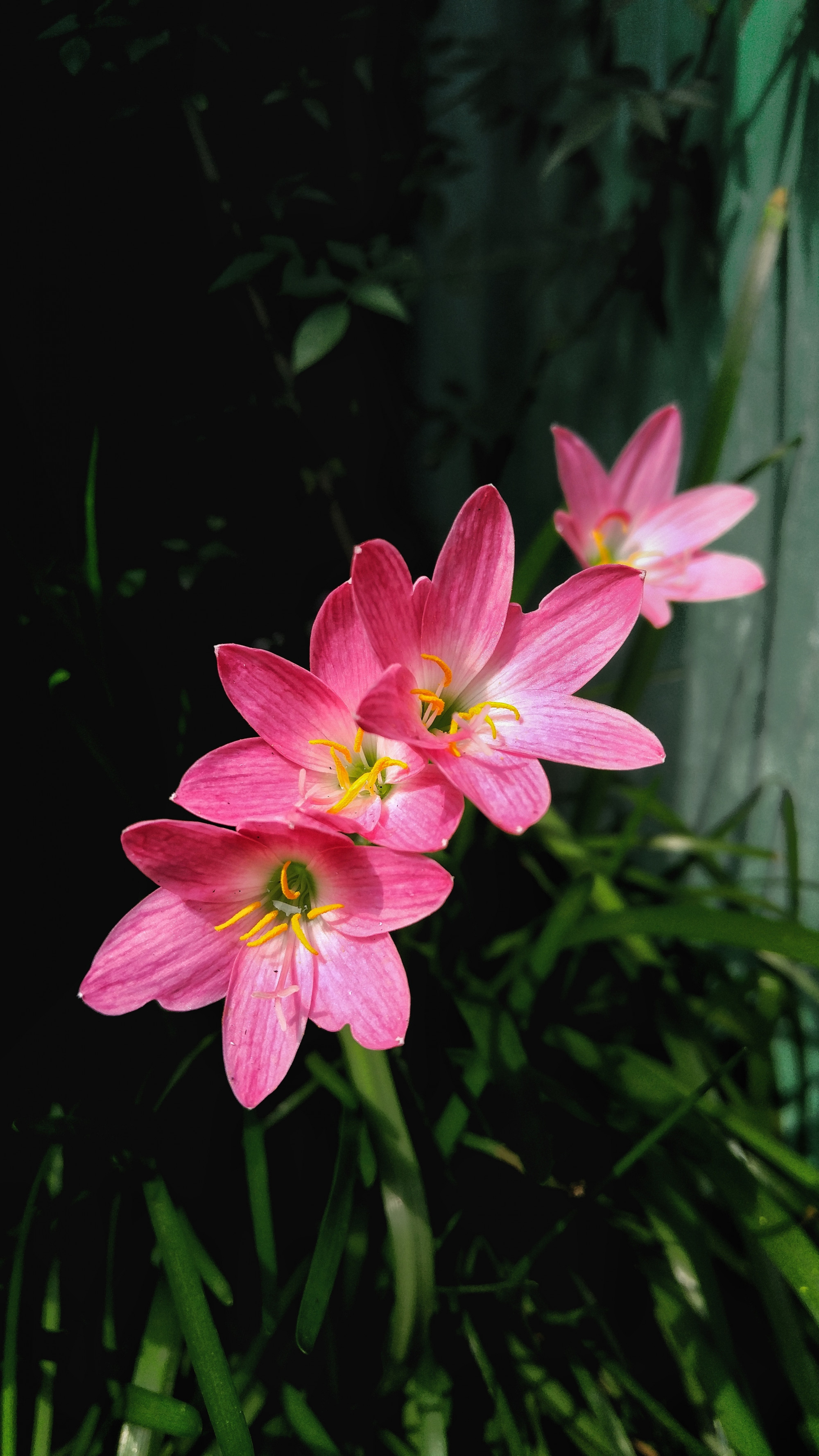 roze leliebloemen met een vage natuurlijke achtergrond
