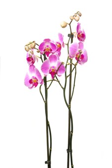 Roze orchidee geïsoleerd op een witte achtergrond
