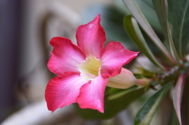 roze orchideebloem