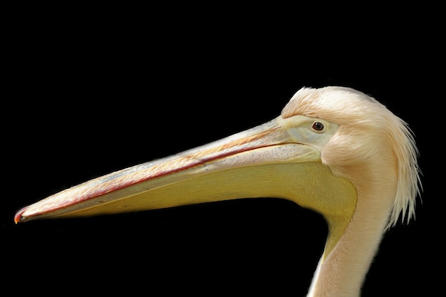 Roze pelikaan geïsoleerd op zwarte achtergrond