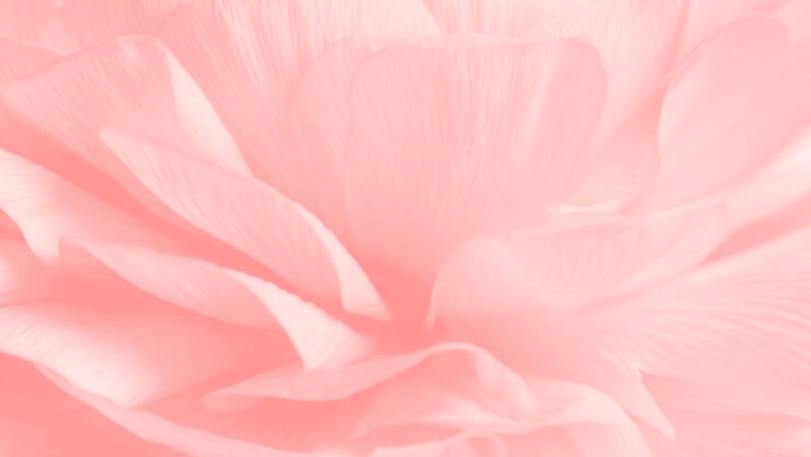 Gratis Foto roze ranonkel bloem macrofotografie
