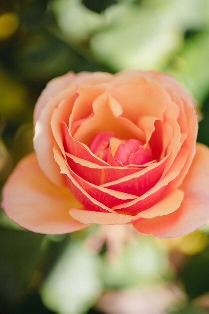 Roze roos in bloei overdag