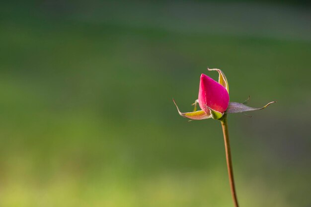 Roze roos valentijnsdag bloem jonge rozenknop in de tuin op een tak