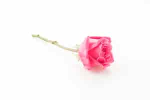 Gratis foto roze roos