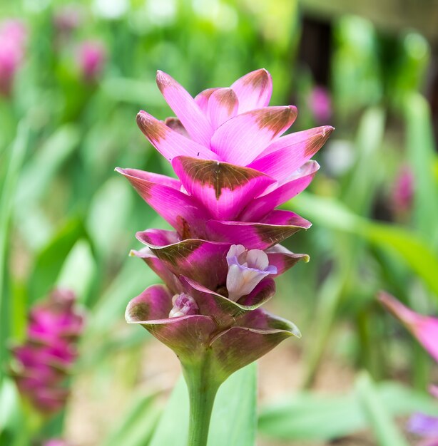 Roze Siam Tulp