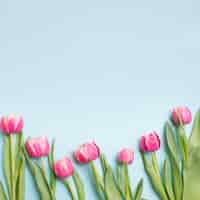 Gratis foto roze tulpen op blauw