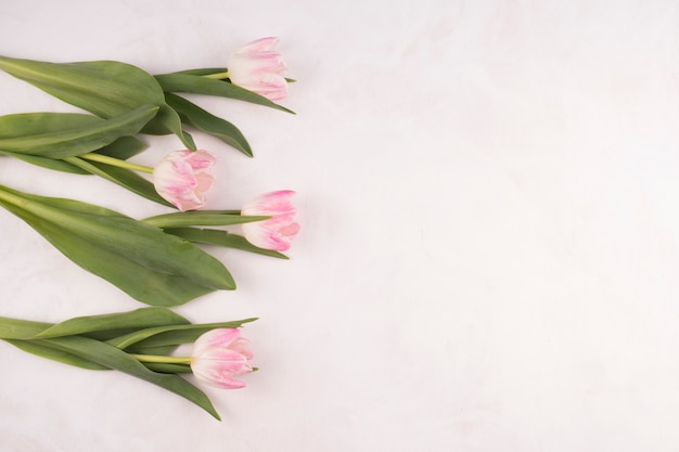 Roze tulpenbloemen op witte lijst