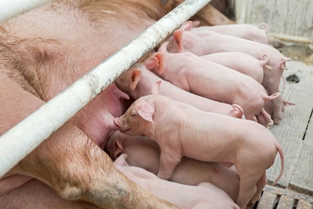 Roze varkens op de boerderij varkens op de boerderij varkenshouderij om aan de groeiende vraag naar vlees te voldoen