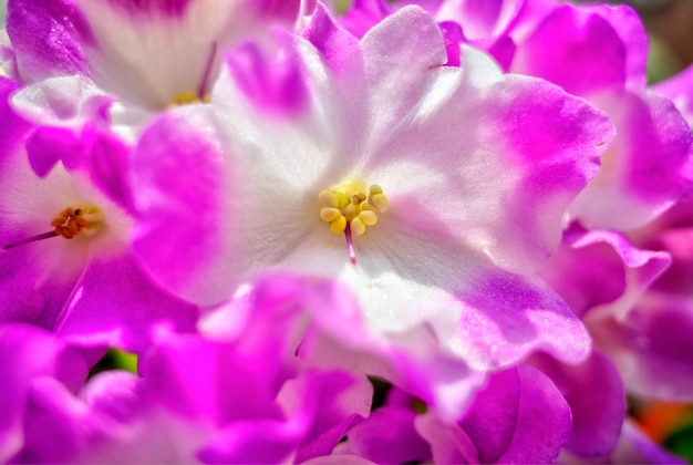 Roze violet bloem object achtergrond hd