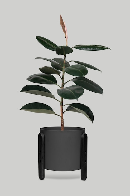 Gratis foto rubberplant in een zwarte pot