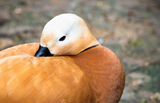 Gratis foto ruddy bergeend of tadorna ferruginea buiten