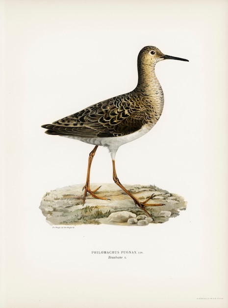 Ruff female (Philomachus pugnax), geïllustreerd door de gebroeders von Wright.