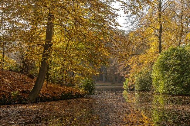 Rustgevend uitzicht op een meer omgeven door een land vol bomen en gras