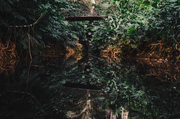 Rustig meer in het bos