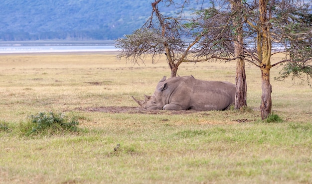 Gratis foto safari - neushoorn