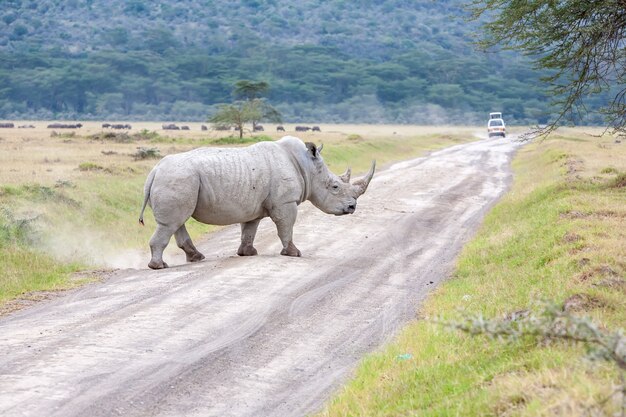 Safari - neushoorn